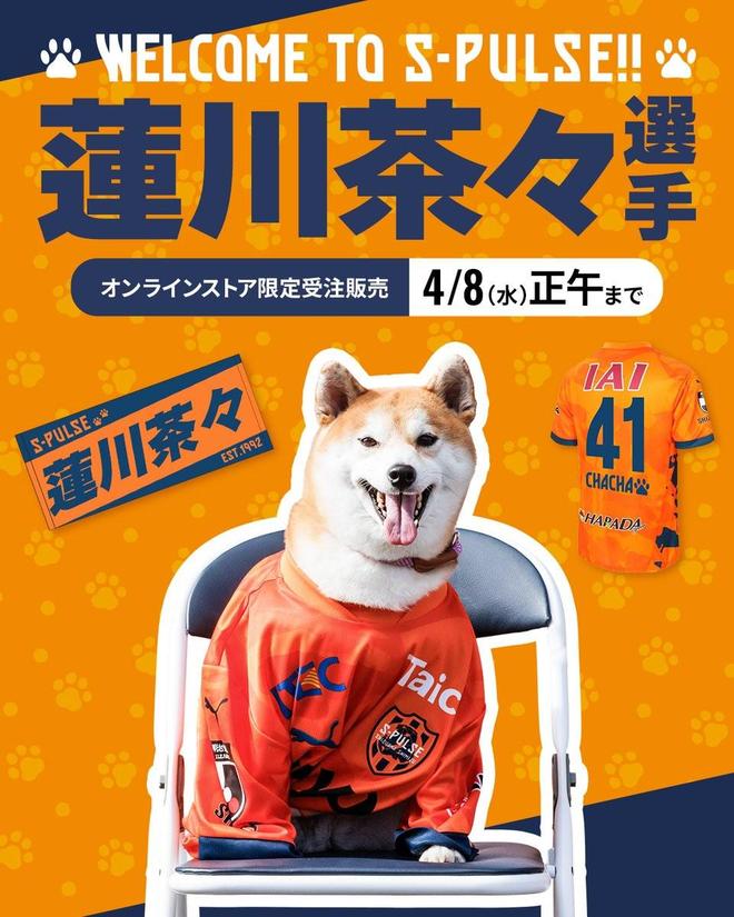 愚人节玩笑，清水心跳4月1日签下4岁秋田犬莲川茶茶